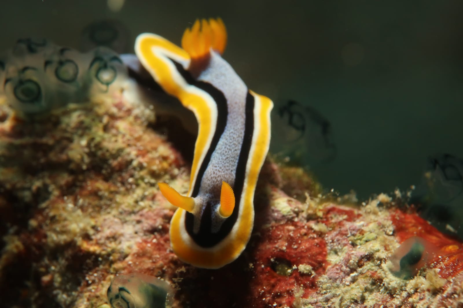 Nudibranch